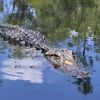 gatorbait6657