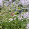 phan_ha551991