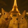 bunny011996_