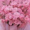 rana461231570082