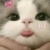 nhvny25