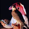 chiro7m