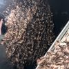 angelina_abdallah