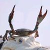 transsexualcrab