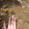 hanar263