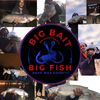 bigbaitbigfish