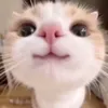 Meowwww