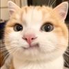 ckcdlwhxnhv