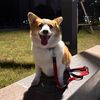 Corgi-Kola