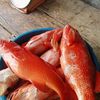 lestariendang09