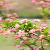khanh_ly5246