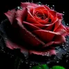 user8341454284420
