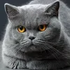 its.the.cat2