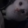 nico_wdh.s
