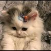 ghenaahmad839