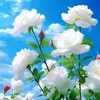 firas1234567.6