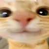 vermelitu
