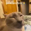 paracetamoldealer