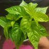 xclusivegrower
