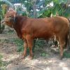 rezaherlam790