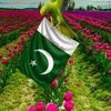 jamilahmad3204