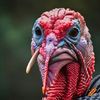 wicked_turkey77