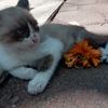 diadelfogomez