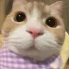 not_hong