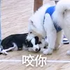 yu_ikun_