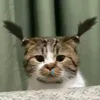 id_000008