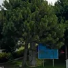 quynhmatdongluc