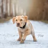 Labby Gino