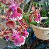 aribflorist