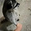 timhardy659