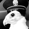 h7n050