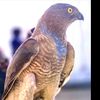 hammad.ahmad719