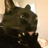 elcatt4