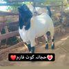 hajanagoatfarm