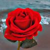 hayat__1378