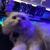 pandadicam