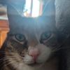 kitty.3473