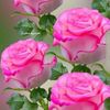 shaminali785