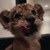 scar_on_tiktok