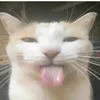 tikdjwl