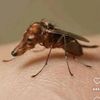 femininelobotomist