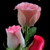 f_gill5