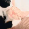 chris_.c4t