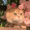 xxxli_313