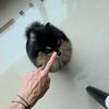 sayangyeontan18