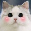omewmews